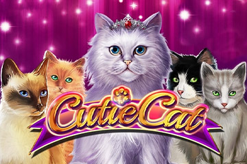 Cutie Cat